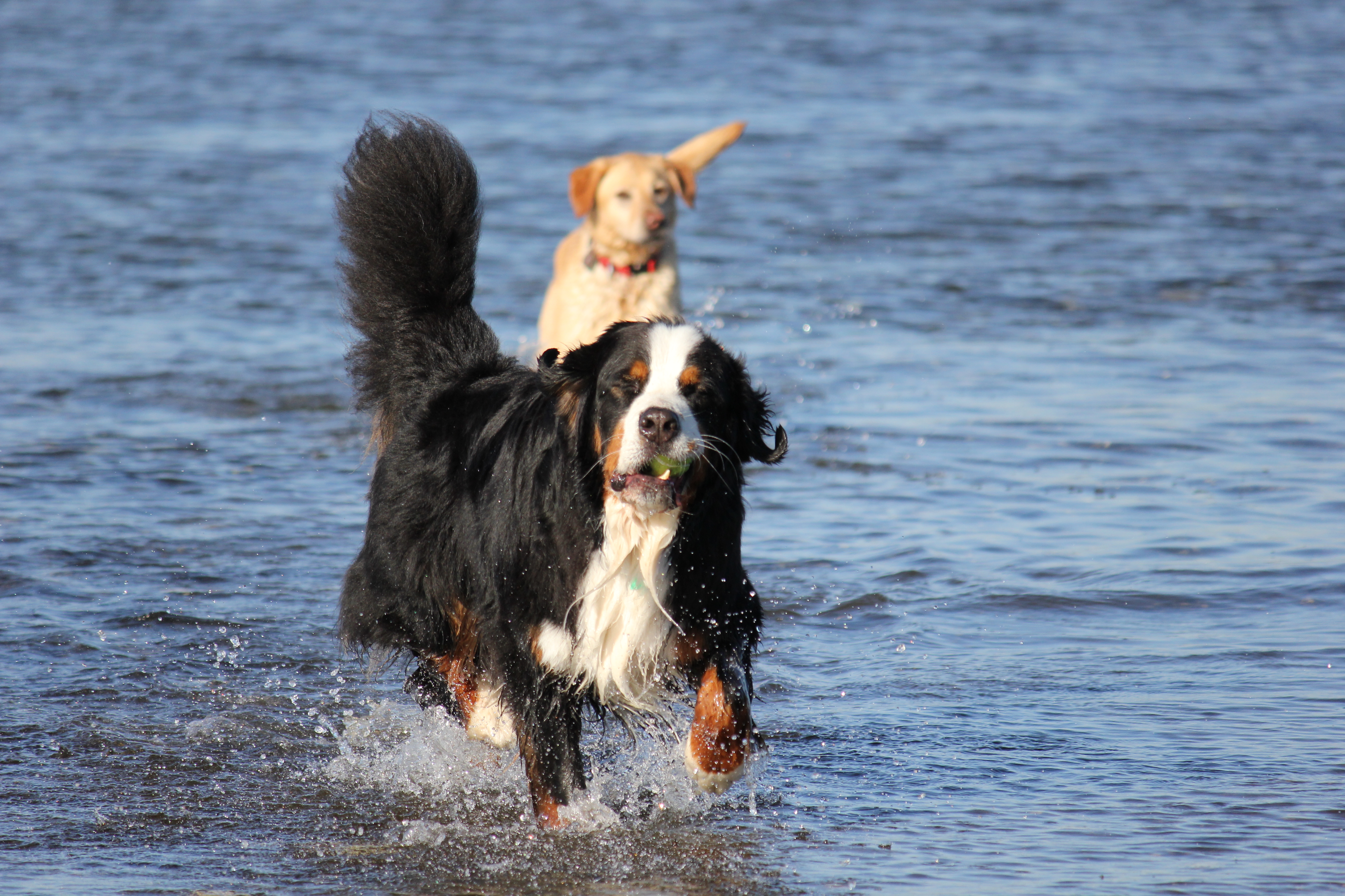 Dogs at cove 1